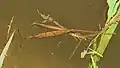 Ranatra linearis, accouplement.