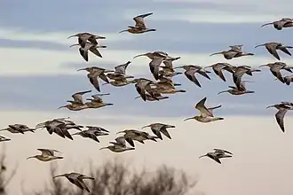 Une volée de Courlis cendré au-dessus du lac de Constance.