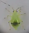 Bryocoris pteridis, larve