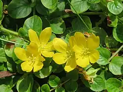 Fleurs de Lysimaque nummulaire.