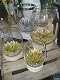 variété Miranda peintes dorées.