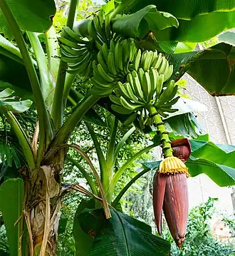Description de l'image 2018_06_TropicalIslands_IMG_2170.jpg.