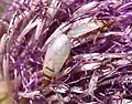 Oxycarenus pallens, Allemagne.