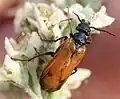 Imago