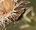 Exeristes roborator