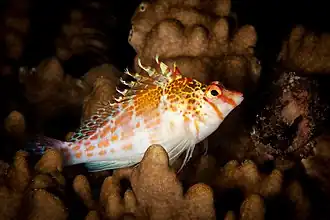 Cirrhitichthys falco sur les côtes des iles Fidji.