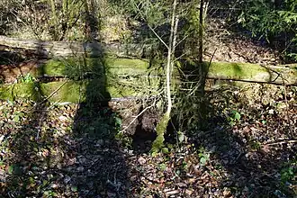 Un affaissement du sol en forêt recouvert par quelques troncs d'arbres couchés.