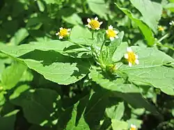 Galinsoga parviflora.