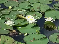 Nénuphars blancs.