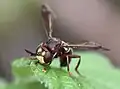 Femelle Conops vesicularis (Hardt, Bade-Wurtemberg, Allemagne)