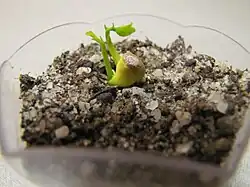 Pépin double
