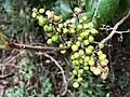 Fruits immatures (fin d'été).