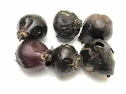 Bulbes.