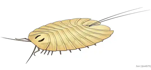 Reconstitution de Cheloniellon calmani&nbsp;(en) montrant la morphologie dorsale et une partie des appendices ventraux.