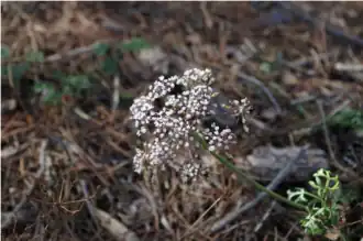 Inflorescence.