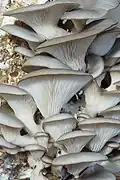 Pleurotes en huître