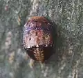 Juvénile de Penthimia nigra, Walldorf (Baden, Allemagne).