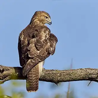 photo d'un rapace posé sur une branche. Il est de dos, on distingue son plumage brun/roux. Sa tête est de profil et permet de voir son œil et son bec.