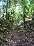 Forêt de Carnoët : le "Chemin du Roi".