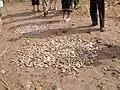 Séchage du poisson