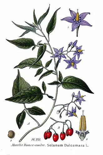 Description de l'image 233 Solanum dulcamara L.jpg.