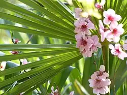 photo : le jardin