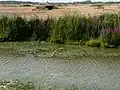 Le marais au sud de Fouras