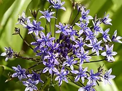photo : Scille du Pérou (fleur)