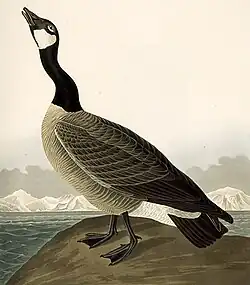 Bernache du CanadaBranta canadensis.
