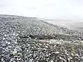 Le cordon de galets : l'eau douce provenant d'un étang littoral suinte à travers les galets pour rejoindre la mer.