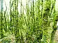 La forêt du Duc, une forêt moussue 3.