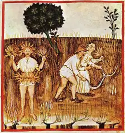 Été, Tacuinum sanitatis.