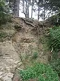 Gisement de coquilles d'huîtres enfoui dans la falaise près de la Pointe du Glugeau (vue générale).