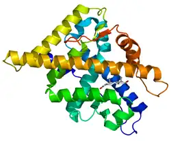 Image illustrative de l’article Récepteur des androgènes