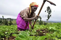 femme dans un champ travaillant la terre avec une houe