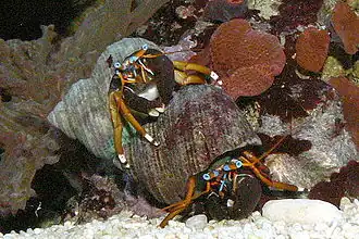 Description de l'image 2 Calcinus laevimanus.jpg.