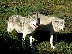 Canis lupus