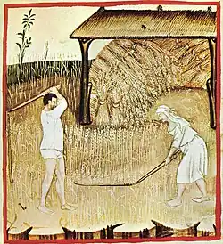 Battage au fléau, Tacuinum sanitatis, manuel du XIVe siècle.