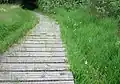 Orchidées en fleurs le long du sentier aménagé en platelage dans la tourbière du Mougau.