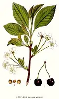 Pédicelles de cerises.