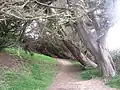 Pointe de Dourven (côté ouest) ː sentier littoral et arbres penchés par le vent.