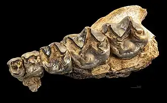 Chalicotherium goldfussi : maxillaire gauche avec P-M3 vu de dessus Col. MHNT