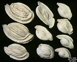 Foraminifères de la Mer Adriatique, île de Pag -60 m. Largeur de champ = 5,5&nbsp;mm.
