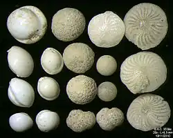 Foraminifères de la Mer Adriatique, île de Pag -60 m. Largeur de champ = 5,5&nbsp;mm.