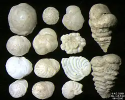 Foraminifères de la Mer Adriatique, île de Pag -60 m. Largeur de champ = 5,5&nbsp;mm.