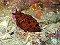 Mollusque Berthella