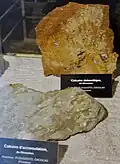 Deux types de calcaire du Dévonien trouvés à Plougastel-Daoulas.