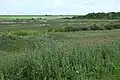 Marais de Pampin.