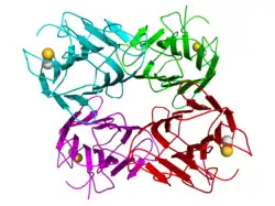 Image illustrative de l’article Concanavaline A