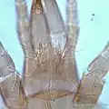 P. talparum : Gnathosoma (en).